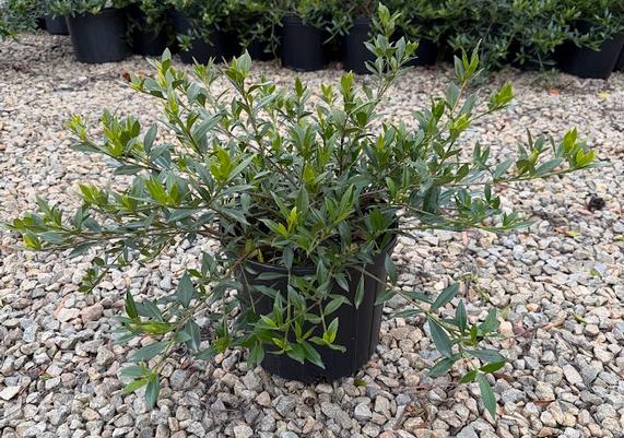 Gardenia Radicans_3gal