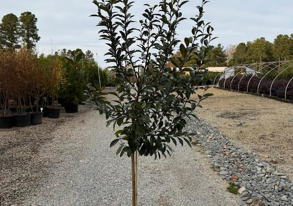 Serendipity Magnolia_Tree Form_7gal