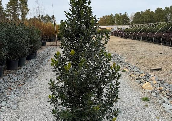 Oakland Holly_15 gal