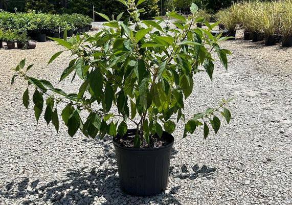 3 gal American Beautyberry