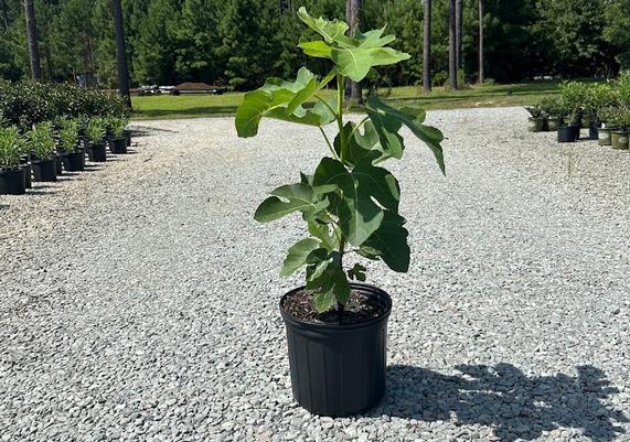 3 gal Brown Turkey Fig