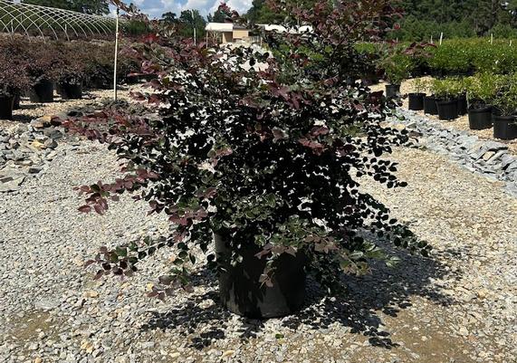 Loropetalum