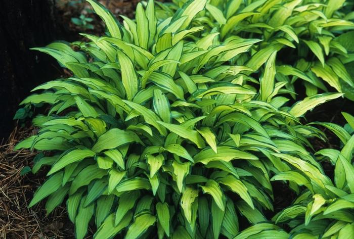 Hosta Kabitan