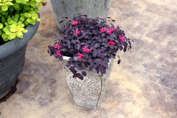 Loropetalum chinense Jazz Hands Mini®