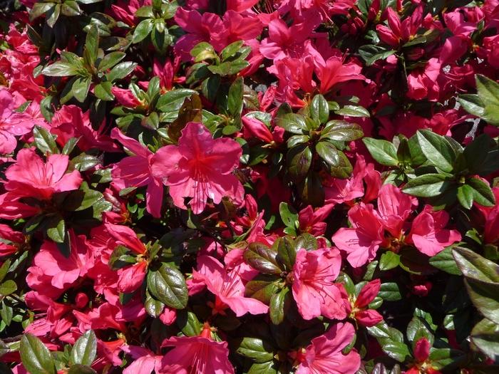 Rhododendron Carla hybrid Sunglow