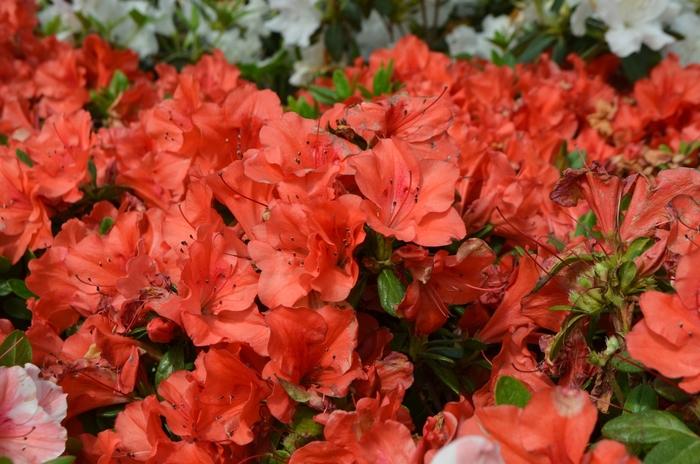 Rhododendron Encore® Autumn Sunset™