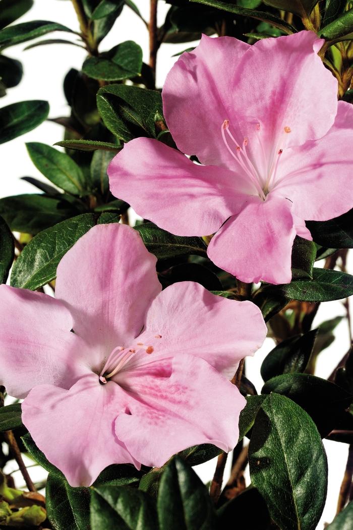 Rhododendron Encore® Autumn Sweetheart®
