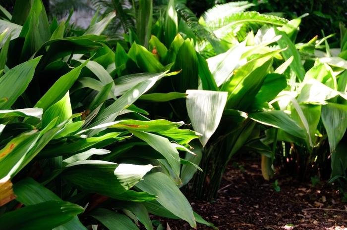 Aspidistra elatior 