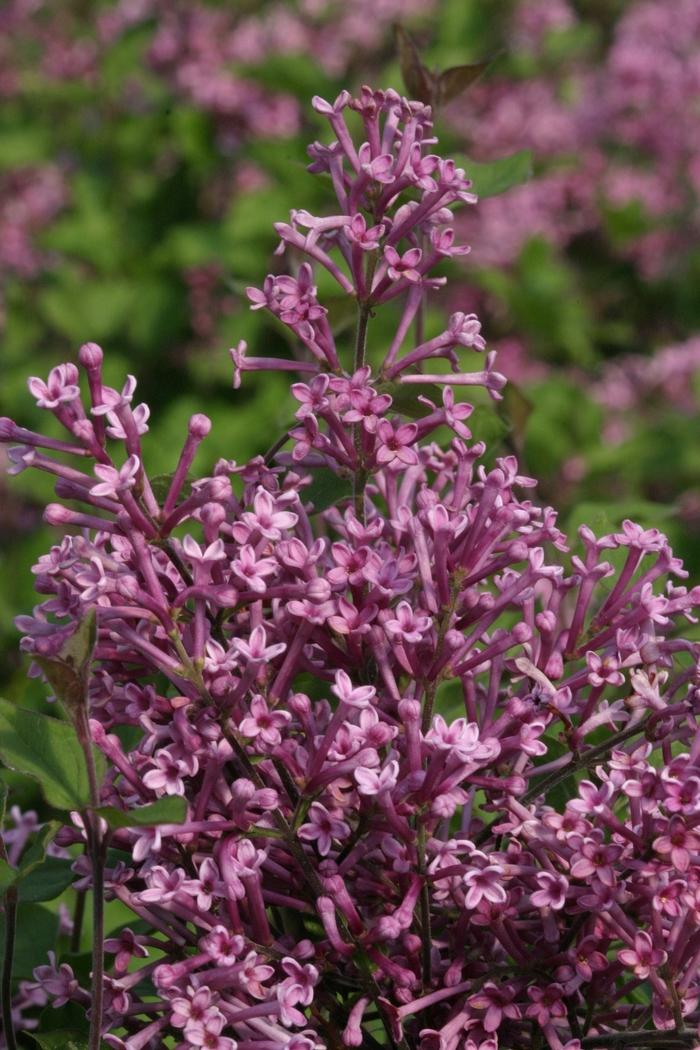 Syringa Bloomerang® Purple