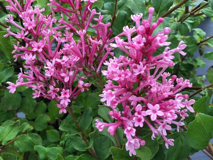 Syringa Bloomerang® Dwarf Pink