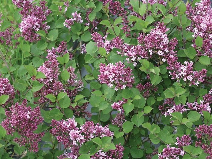 Syringa Bloomerang® Dwarf Purple