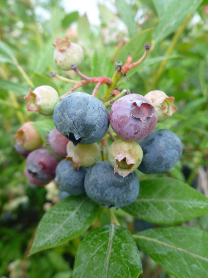 Vaccinium corymbosum Legacy