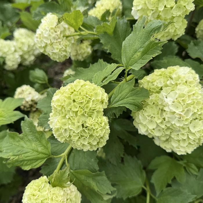 Viburnum opulus Roseum