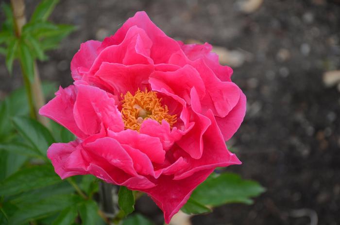 Paeonia Paula Fay