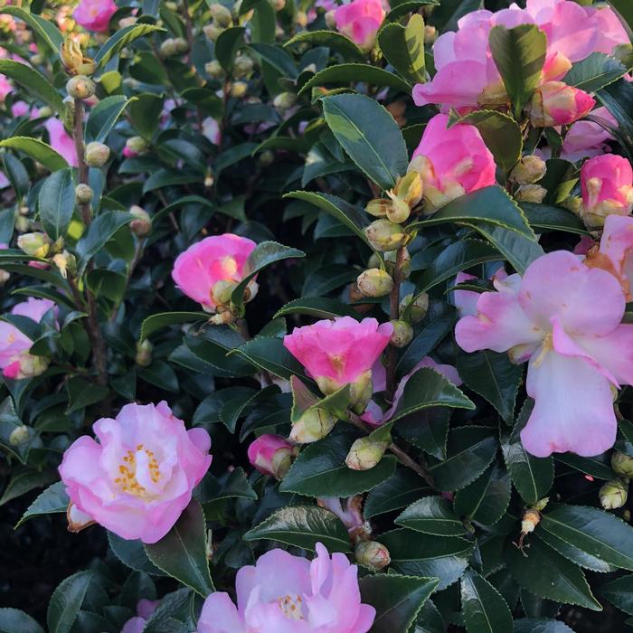 Camellia sasanqua October Magic® Orchid