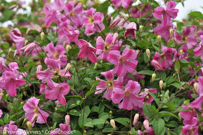 Clematis Pink Mink®
