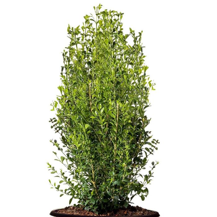 Buxus Better Boxwood Heritage™
