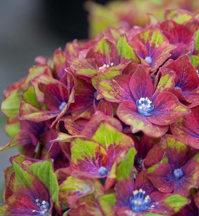 Hydrangea macrophylla Next Generation® Pistachio
