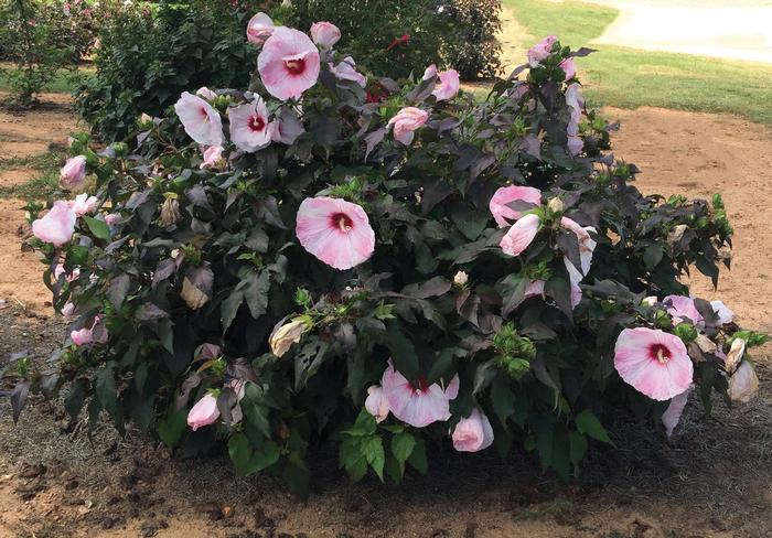 Hibiscus moscheutos Head Over Heels&reg; Blush
