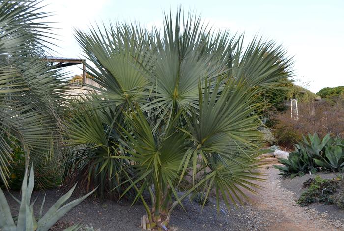 Sabal palmetto 