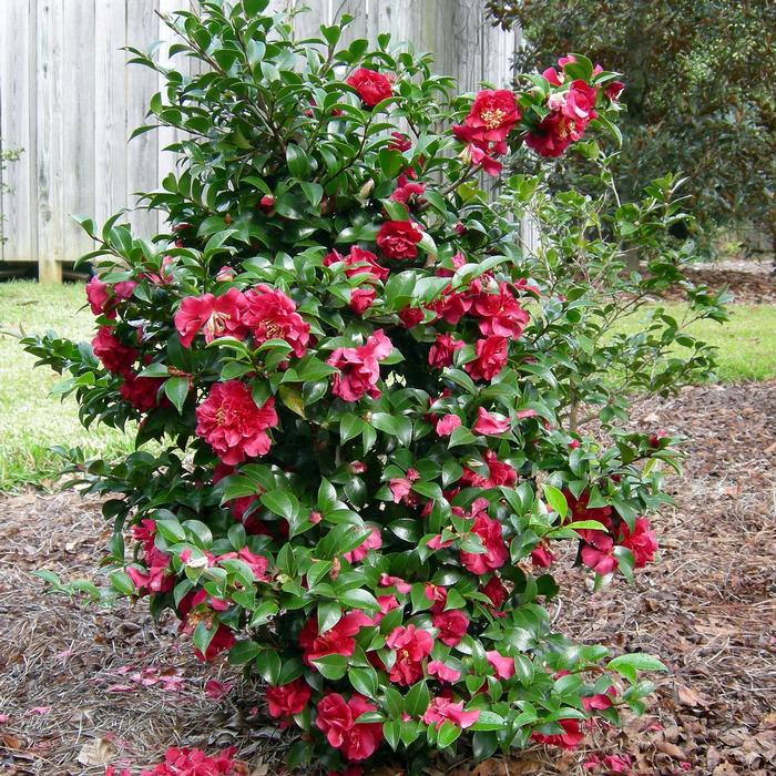 Camellia sasanqua October Magic&reg; Ruby