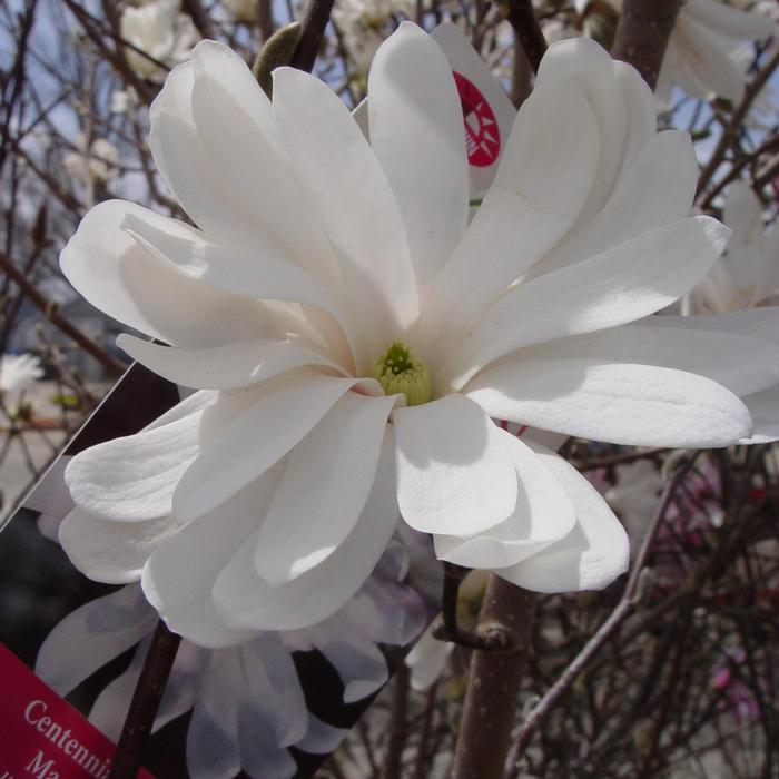 Magnolia stellata Centennial
