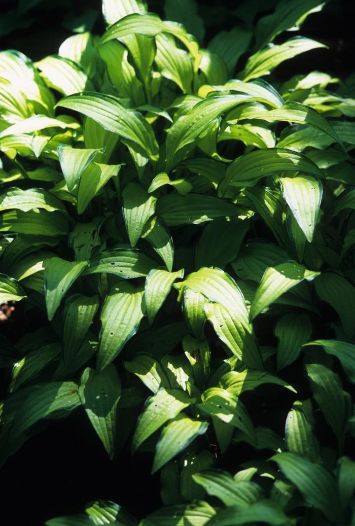 Hosta Kabitan