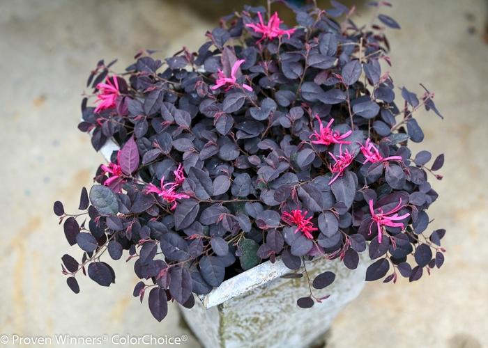 Loropetalum chinense Jazz Hands Mini®