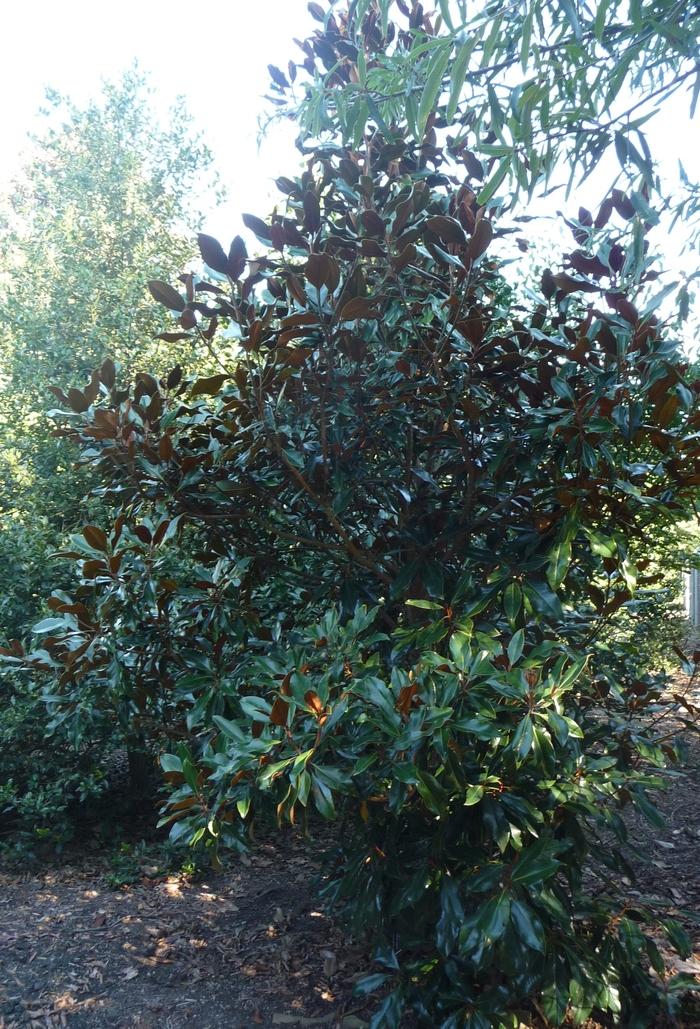 Magnolia grandiflora Kay Paris