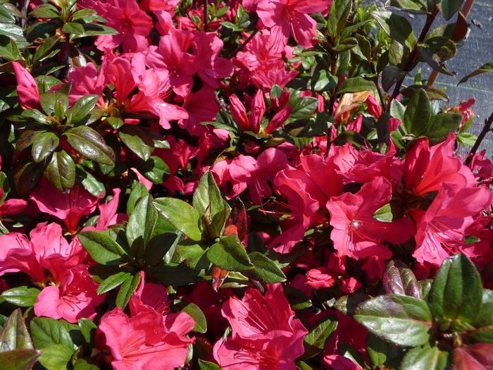 Rhododendron Carla hybrid Sunglow