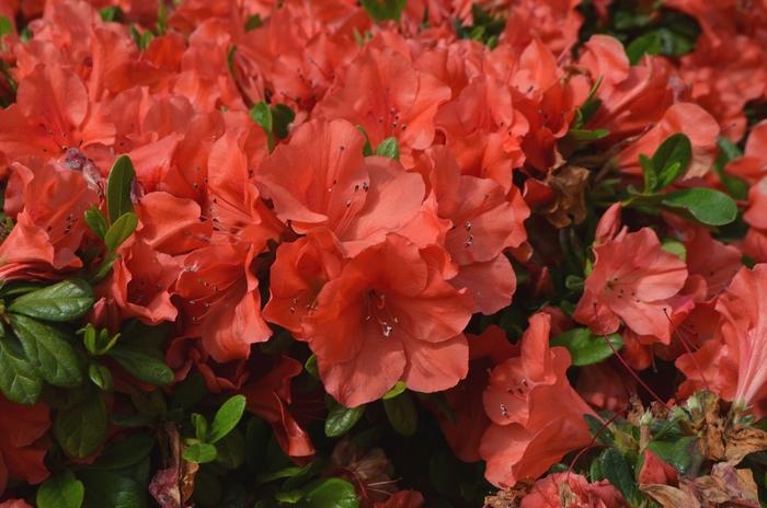 Rhododendron Encore® Autumn Sunset™