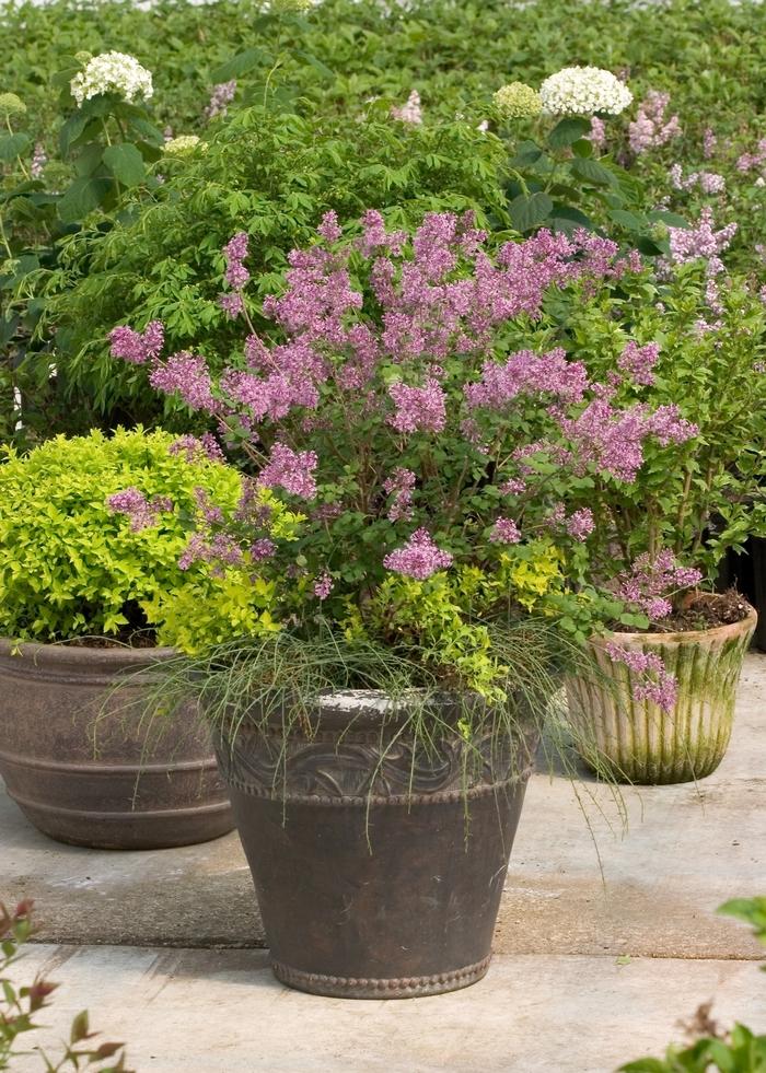 Syringa Bloomerang® Purple