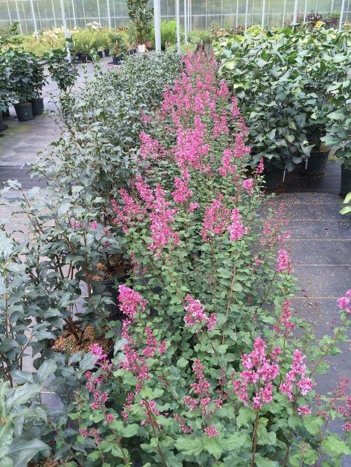 Syringa Bloomerang® Dwarf Pink