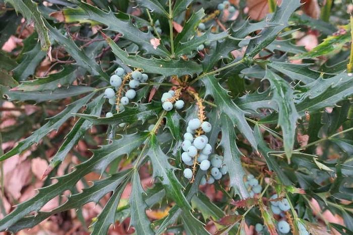 Mahonia Beijing Beauty™