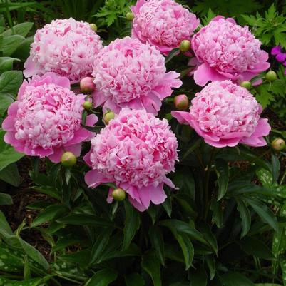 Paeonia lactiflora Monsieur Jules Elie