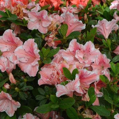 Rhododendron Encore® Autumn Sunburst®