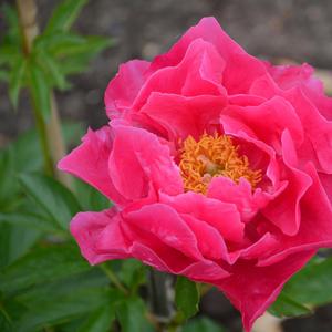 Paeonia Paula Fay