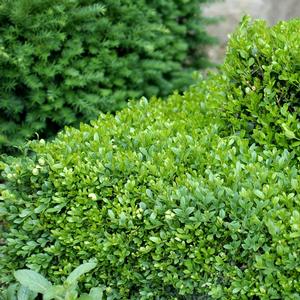 Buxus Green Gem