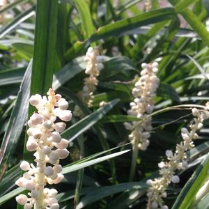 Liriope muscari Monroe's White (Alba)