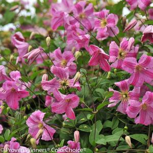 Clematis Pink Mink®
