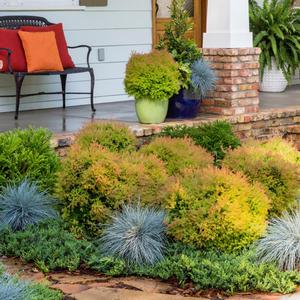 Thuja occidentalis Fire Chief&trade;
