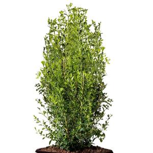 Buxus Better Boxwood Heritage™