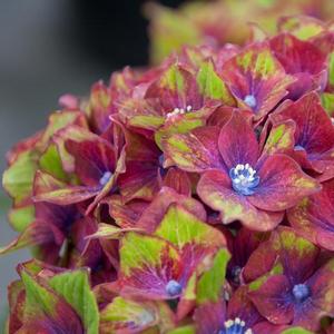 Hydrangea macrophylla Next Generation® Pistachio