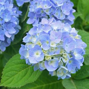 Hydrangea macrophylla Nantucket Blue&trade;