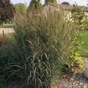 Panicum virgatum Northwind