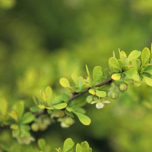 Berberis thunbergii Aurea