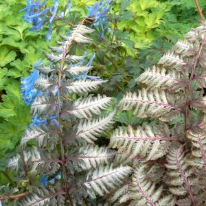 Athyrium niponicum var. pictum Pewter Lace