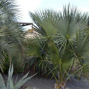 Sabal palmetto 