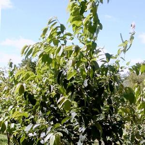 Diospyros virginiana 