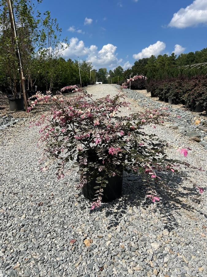 Loropetalum chinense Jazz Hands Variegated®